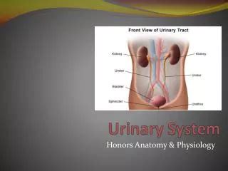 PPT Development Of Urinary System PowerPoint Presentation Free