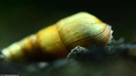 Malaysian Trumpet Snails: Care, Food, Size & Lifespan - Video