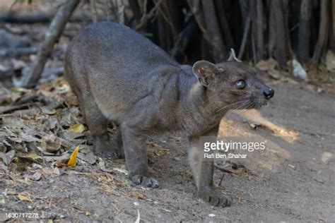 110 Fossa Madagascar Stock Photos, High-Res Pictures, and Images - Getty Images