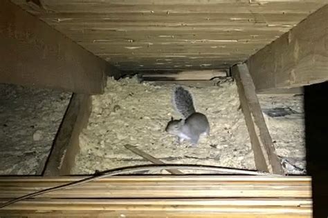 Nashville Squirrel Removal Squirrels In The Attic Animal Pros