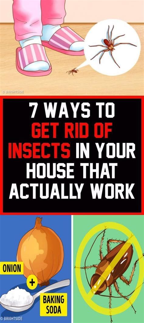 Ways To Get Rid Of Insects In Your House That Actually Work Health