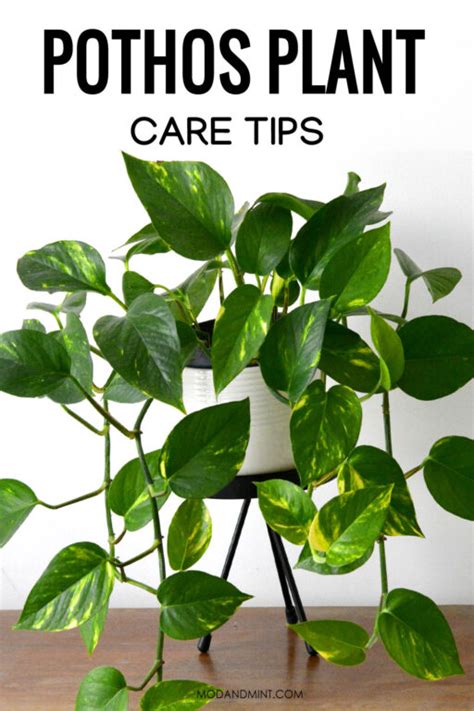 Epipremnum Aureum Care How To Grow Indoor Pothos Plants