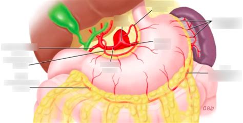 Week 1.3: stomach blood supply Diagram | Quizlet