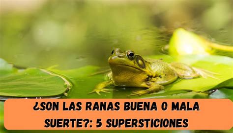 Qu Significan Las Ranas En La Biblia Descubre Su Simbolismo Y