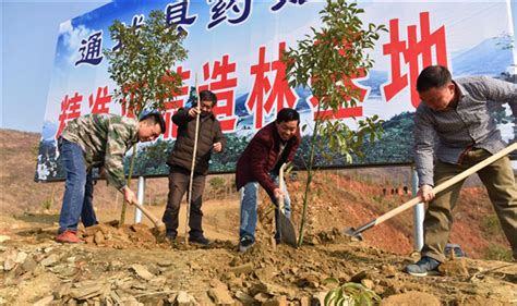 再造秀美山川——通城县推动全域绿化加快生态建设纪实 荆楚网 湖北日报网