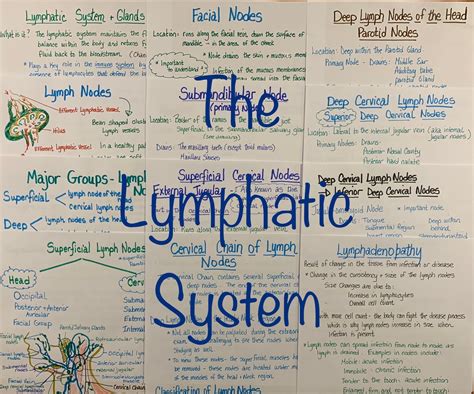 Lymphatic System Study Sheets for Dental Hygiene Students - Etsy