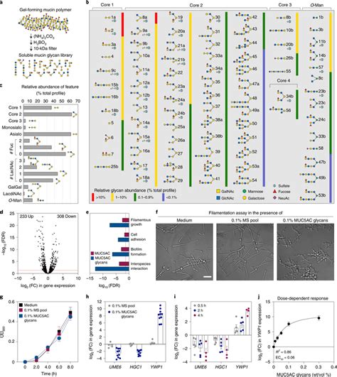 Mucin Glycans Potently Inhibit Filamentation In A Time And