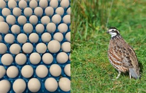 300 Northern Bobwhite Quail Fertile Hatching Eggs Npip Cert Free