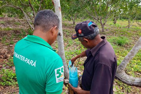 Empresa De Assist Ncia T Cnica Incentiva Plantio De Caju No Sudeste Do