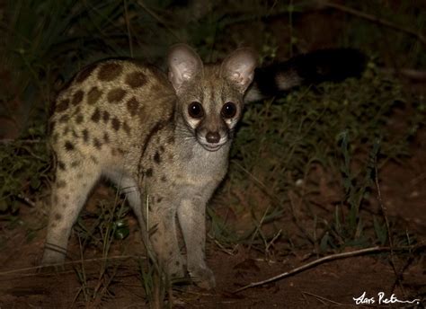 Central African Large Spotted Genet Däggdjur I Afrika Däggdjur