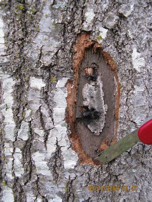 Oak Wilt Specialists of Texas – About Oak Wilt, Symptoms, Spread and ...