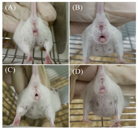 Pregnant Mouse Stages