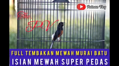 Full Tembakan Mewah Murai Batu Bikin Juri Kepincut YouTube