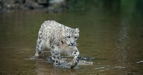 Why Are Snow Leopards Endangered Whats Their Current Status — And Why