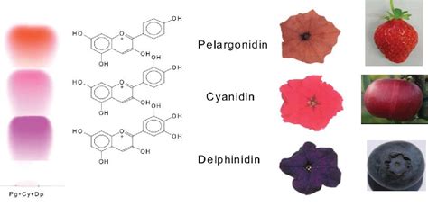 Figure 1 from Antioxidant Capacity of Anthocyanin Pigments | Semantic Scholar