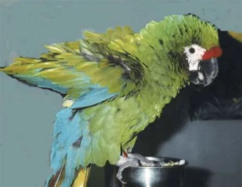 Parrots body language - How to read parrot body language