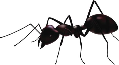 Black Ant Vector - ClipArt Best