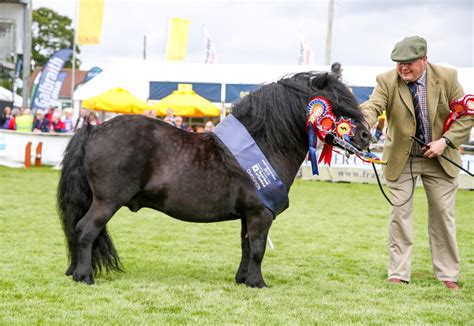 7 Shetland Ponies With Charisma And Cuteness Who Won Last Show Season