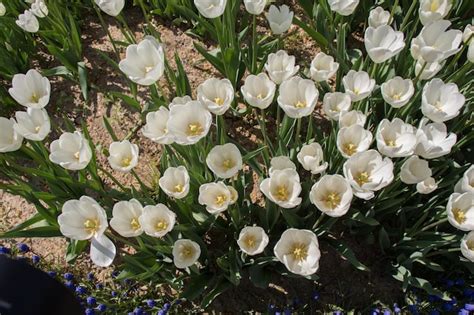 Premium Photo | White color tulip flowers in the garden