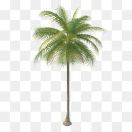 Collection Of Png Coconut Tree Pluspng Tree Illustration Potted