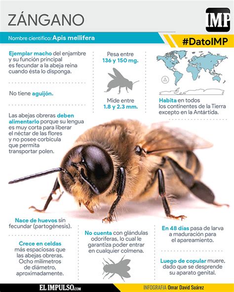 Datoimp Z Ngano El Macho De Las Abejas Feb El Impulso