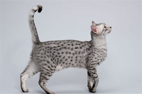 5 Recognized Domestic Medium Hair Cat Breeds - Wise Kitten