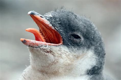 Penguin Tongue | Smithsonian Ocean