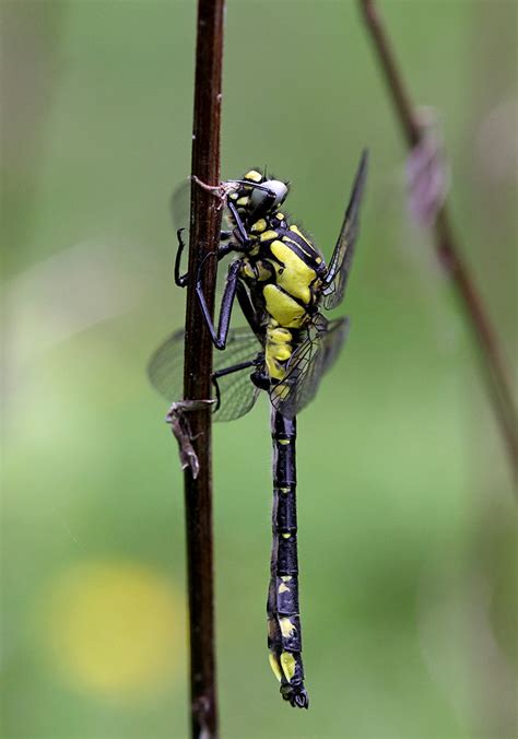 Gomphus Vulgatissimus Rimvydas Kinduris Flickr