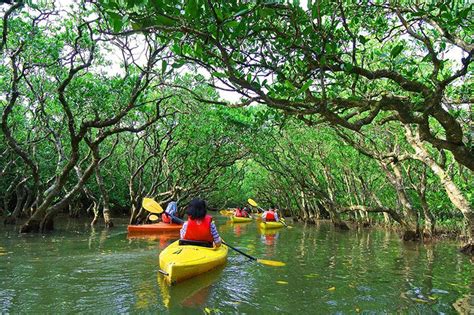 Eastern Mangroves Abu Dhabi