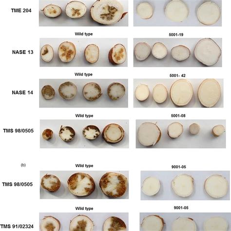 Cbsd Symptoms Within Storage Roots Of A Transgenic P5001 And B