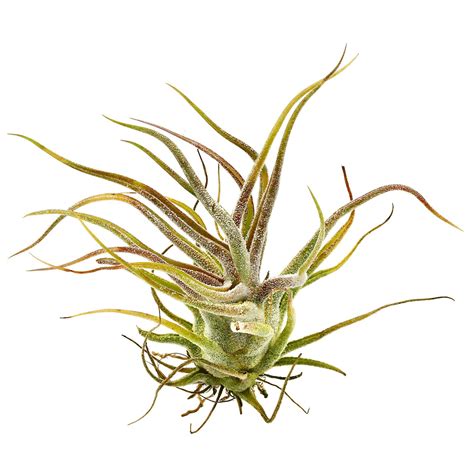 Tillandsia Pruinosa Aquasabi Aquarium Shop