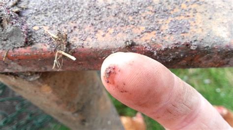 Chicken Red Mite And Hungry Black Mites Youtube