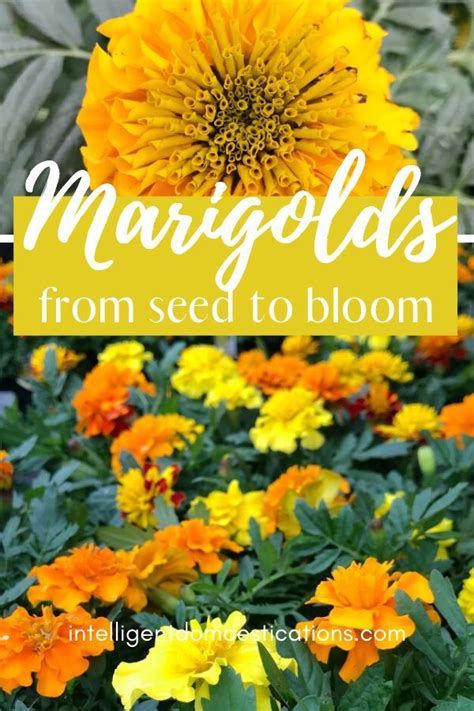 Marigold Seeds Being Planted In Milk Jugs So The Seedlings Can Be