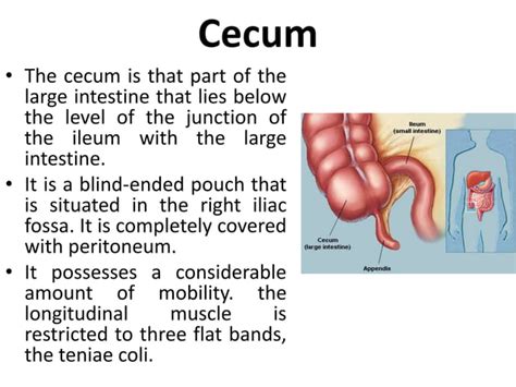 Anatomy Of Small And Large Intestine Ppt