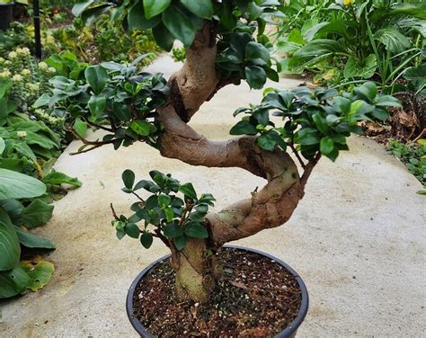 Fully Trained Premium Ficus Bonsai Year Old Specimen Etsy