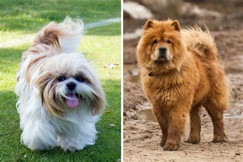 Shih Tzu Chow Chow Mix: Meet the Active Loyal Dog | Fluffy Dog Breeds