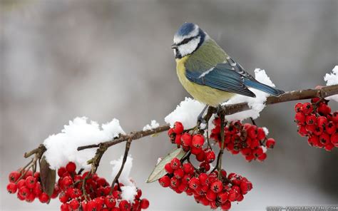 Winter Birds Wallpapers Top Free Winter Birds Backgrounds Wallpaperaccess