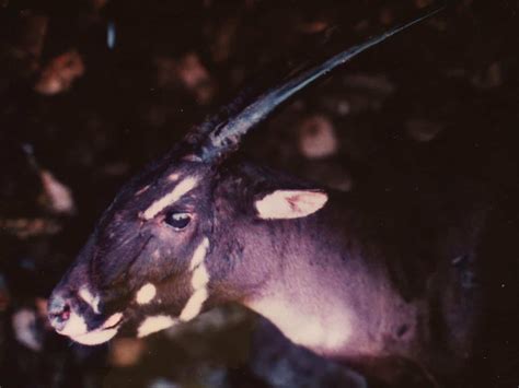 Saola Animal Facts | Pseudoryx nghetinhensis - AZ Animals