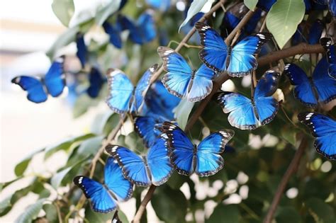 Premium Ai Image Beautiful Blue Butterfly With Trees