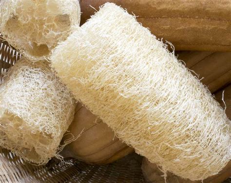 Luffa Spugna Vegetale Essiccata Pezzi La Meizoun