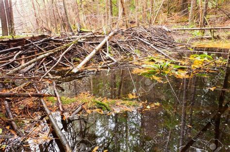 Beaver Dam In Fall Colored Forest Wetland Swamp Habitat In Coastal