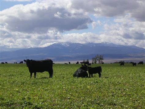 Montana Cattle Ranches for Sale | Live Water Properties | Cattle Ranches