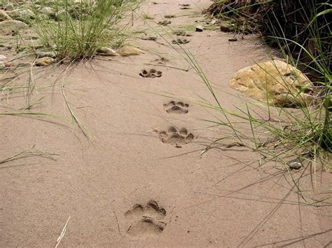 Tiger Pug Marks On A Riverbed In The Jim Corbett Tiger Reserve