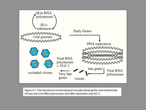 Baculovirus Molecular Biology 3rd Edition Figures And Tables Ppt Download