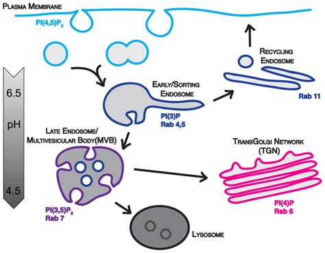 Endocytic Pathways And Endosomal Trafficking A Primer PMC