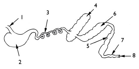 Ruminant Digestive Systems Diagram Quizlet