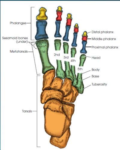 Anatomy Of The Foot And Ankle Flashcards Quizlet