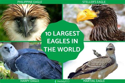 10 Largest Eagles In The World Big Eagle Species With Photos