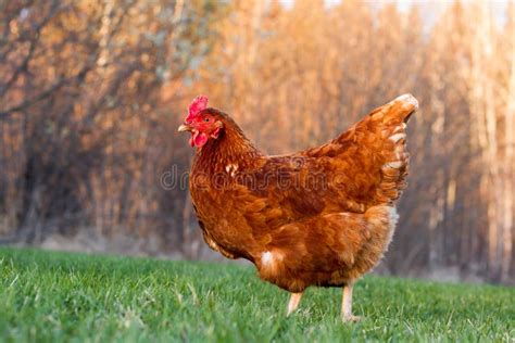 591 Rhode Island Red Hen Stock Photos - Free & Royalty-Free Stock ...