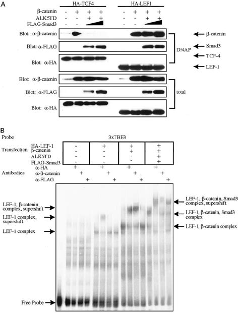 Tcf 4 And Lef 1 Mediate Similar Enhancer Activity With ␤ Catenin Of Download Scientific